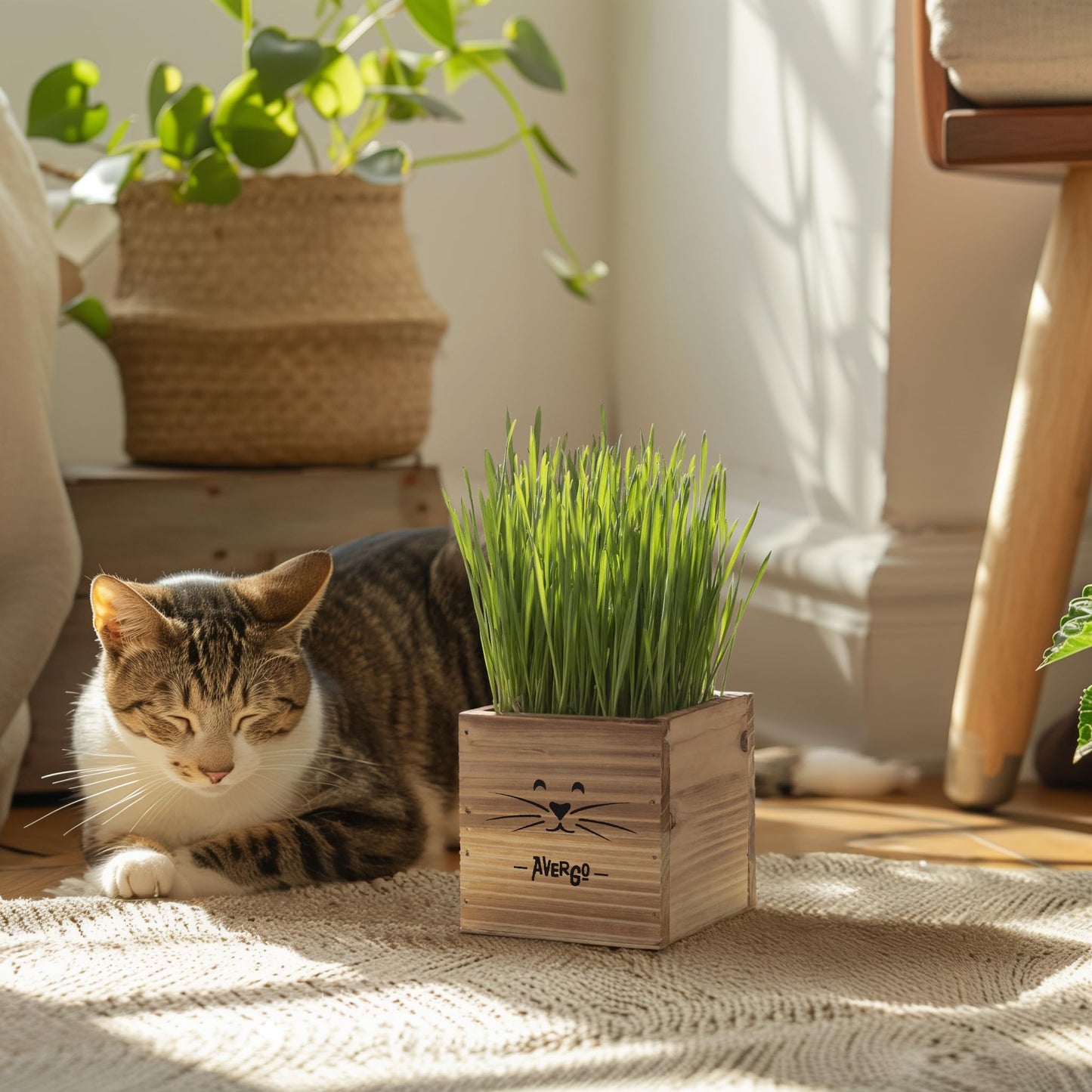 Cat Grass Kit for Indoor Cats – x2 Seed Packets | Cat Grass Seeds with Wooden Planter & Soil for Nipping & Nibbling – Pet Wheatgrass Grass