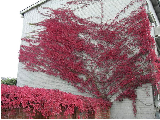 Virginia Creeper 1 Live Plant in 4" Pot for Planting | No Ship to California | Creeper Virginia Plant (Parthenocissus quinquefolia)
