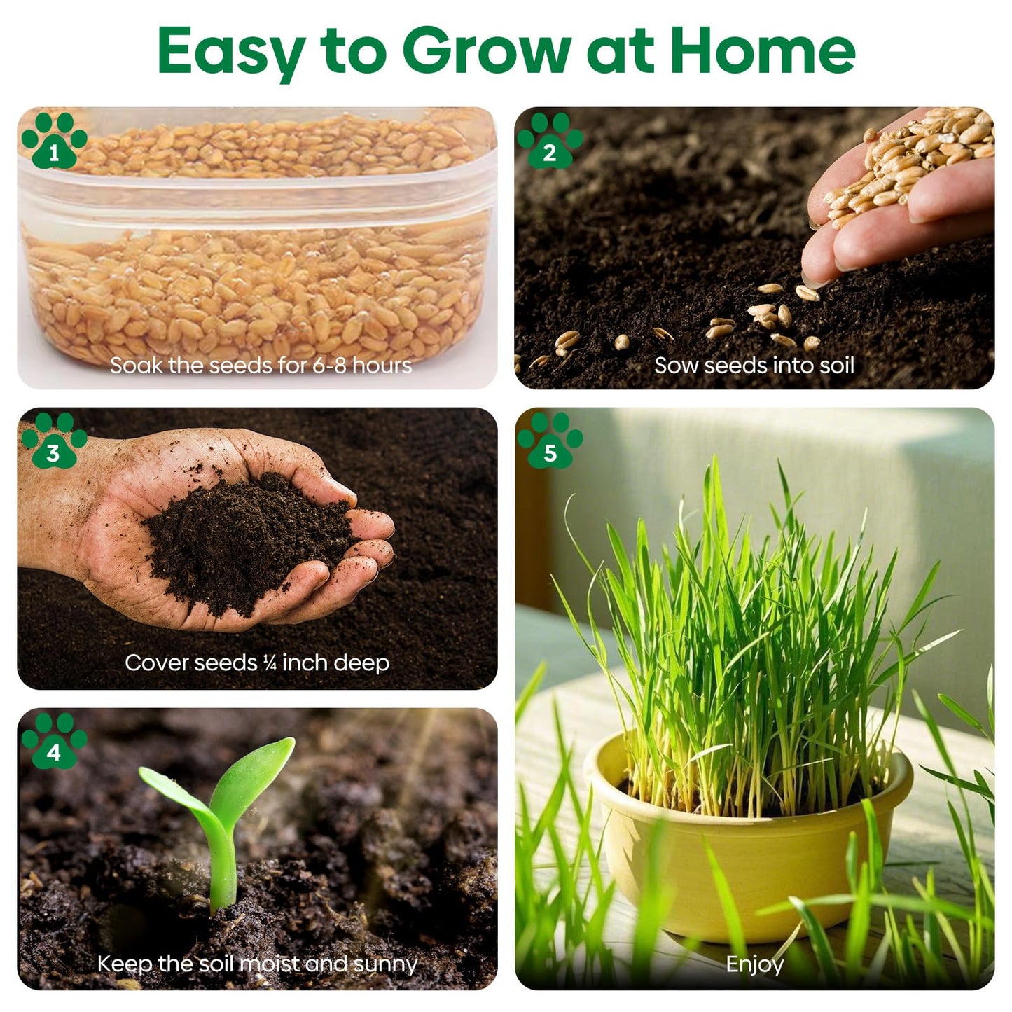 Groundio Cat Grass Seeds, Barley, Oats, Wheat, Rye 4 Varieties, Non-GMO Fast Germinate in 4-7 Days, Sourced from USA for Indoor Cats, 4 Ounce