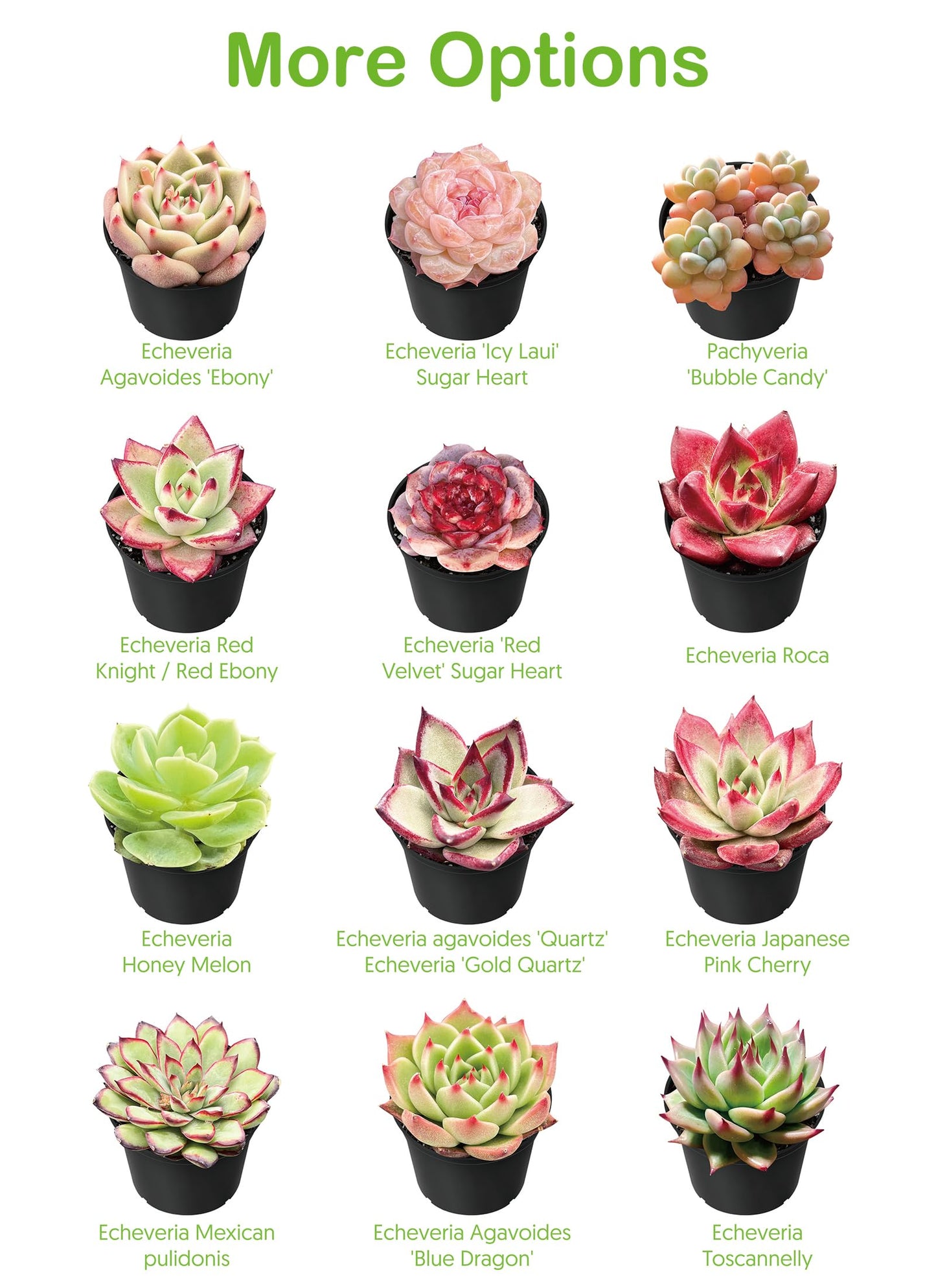 Live Succulent Plants Green Pagoda Mini Jade, Easy Care Potted Succulents in 4" Pots, Indoor Houseplant, Unique Gifts, Home Office Décor