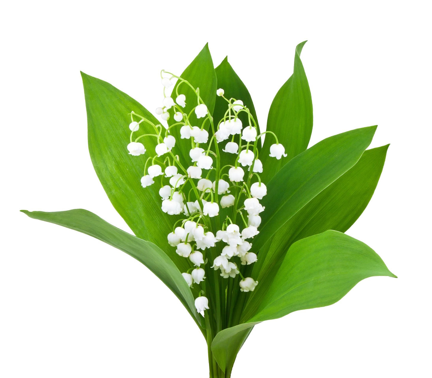 6 Very Large, Plump Lily of The Valley Plant Pips with Roots - Fresh from Holland Will Bloom in May