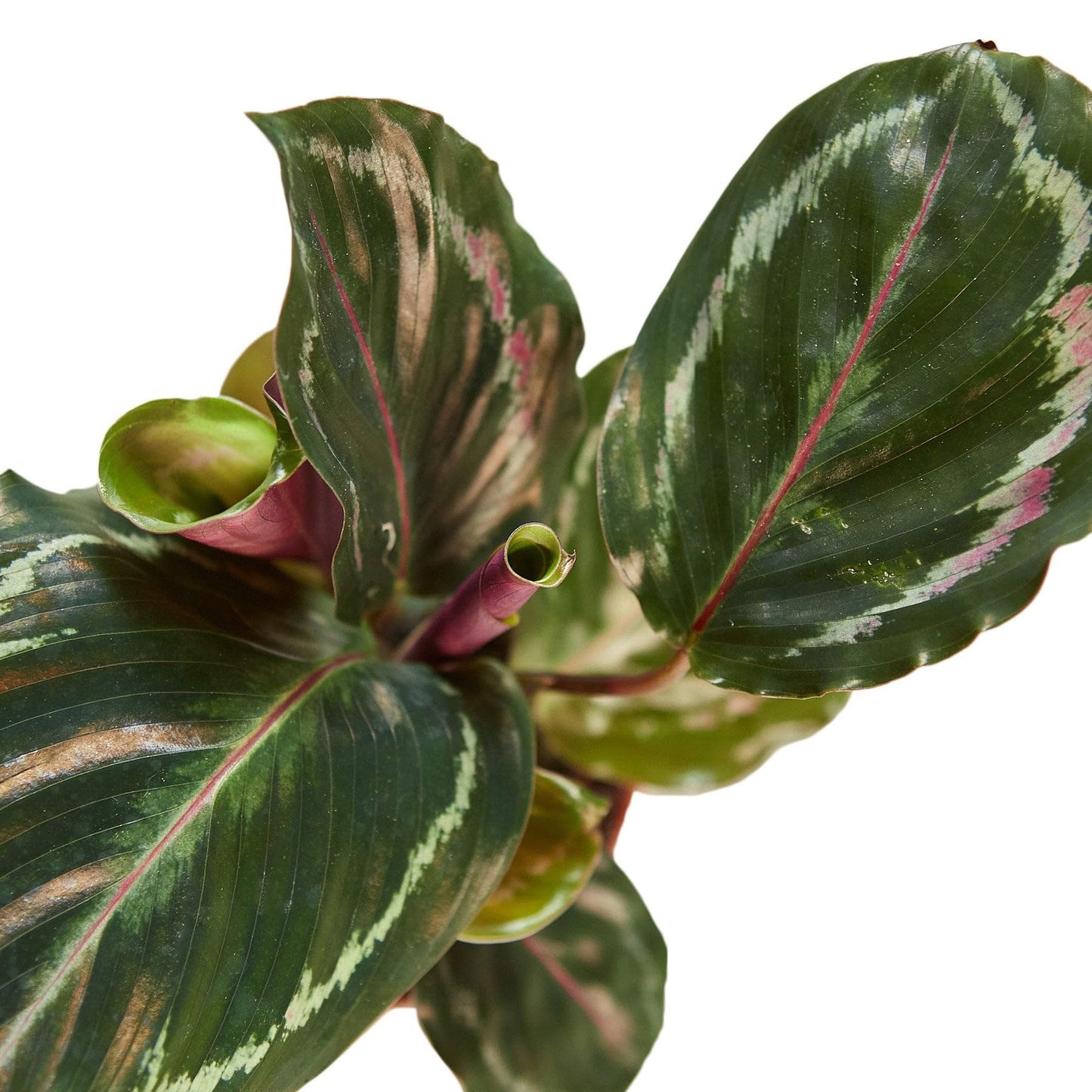 7 Pack Calathea Roseopicta 'Medallion' in 4in Pot - Live Plants Tropical Houseplants | Variegated | USA Growers | The Snobby Leaf