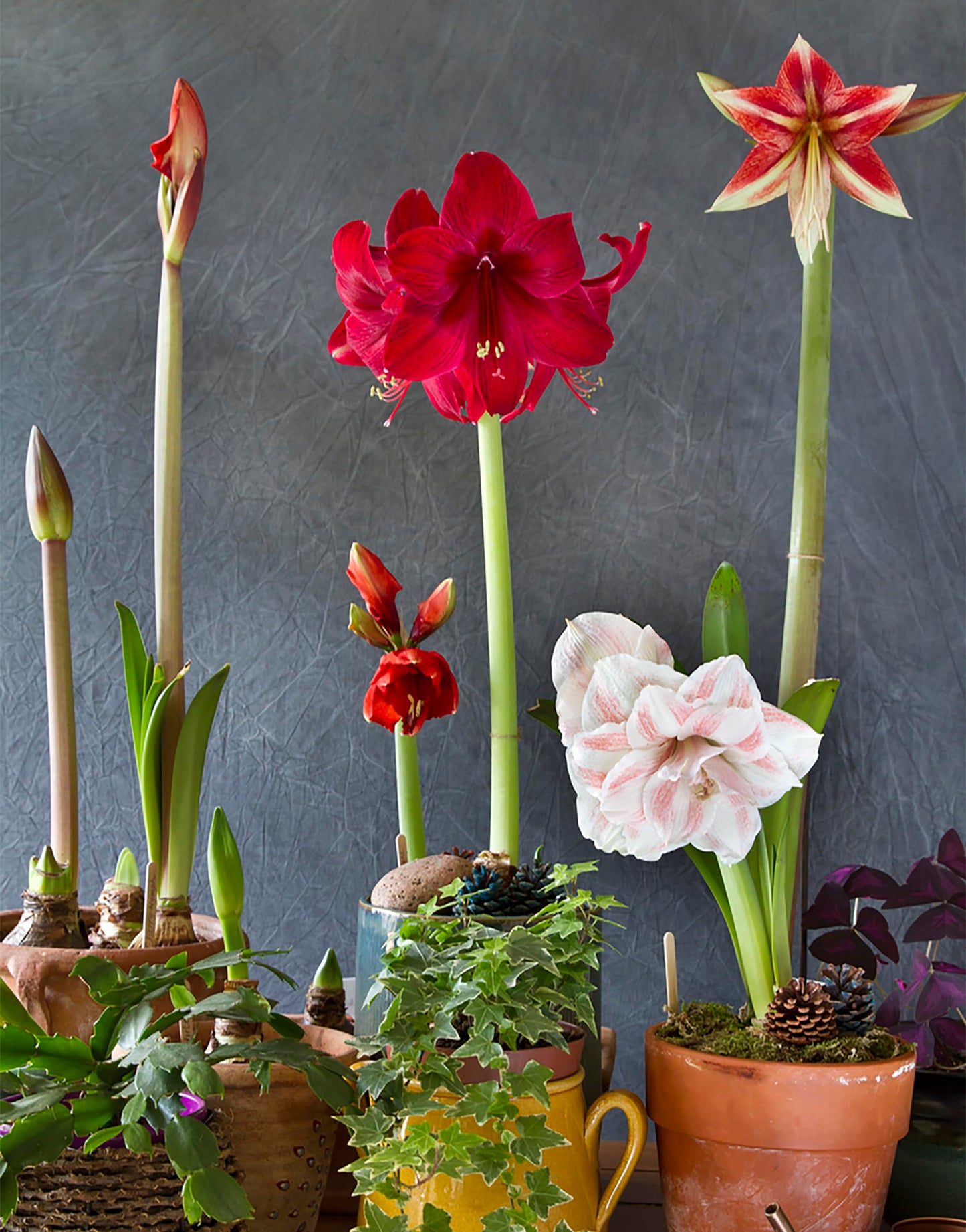 Tinkerbell Amaryllis Bulb | Peach with White Star | Amaryllis Flower for Indoor & Outdoor Planting | Unique Bulb for Beautiful Displays