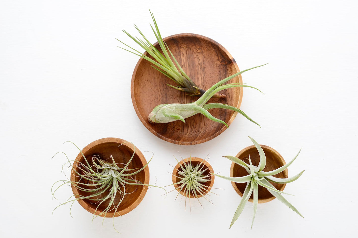 Tillandsia Air Plants Live Indoor Plants (6PK), Airplants Variety Live Plant Kit, Tropical Plants Live Houseplants, Air Plant Live Succulents Plants Live Plants Indoor House Plants by Plants for Pets