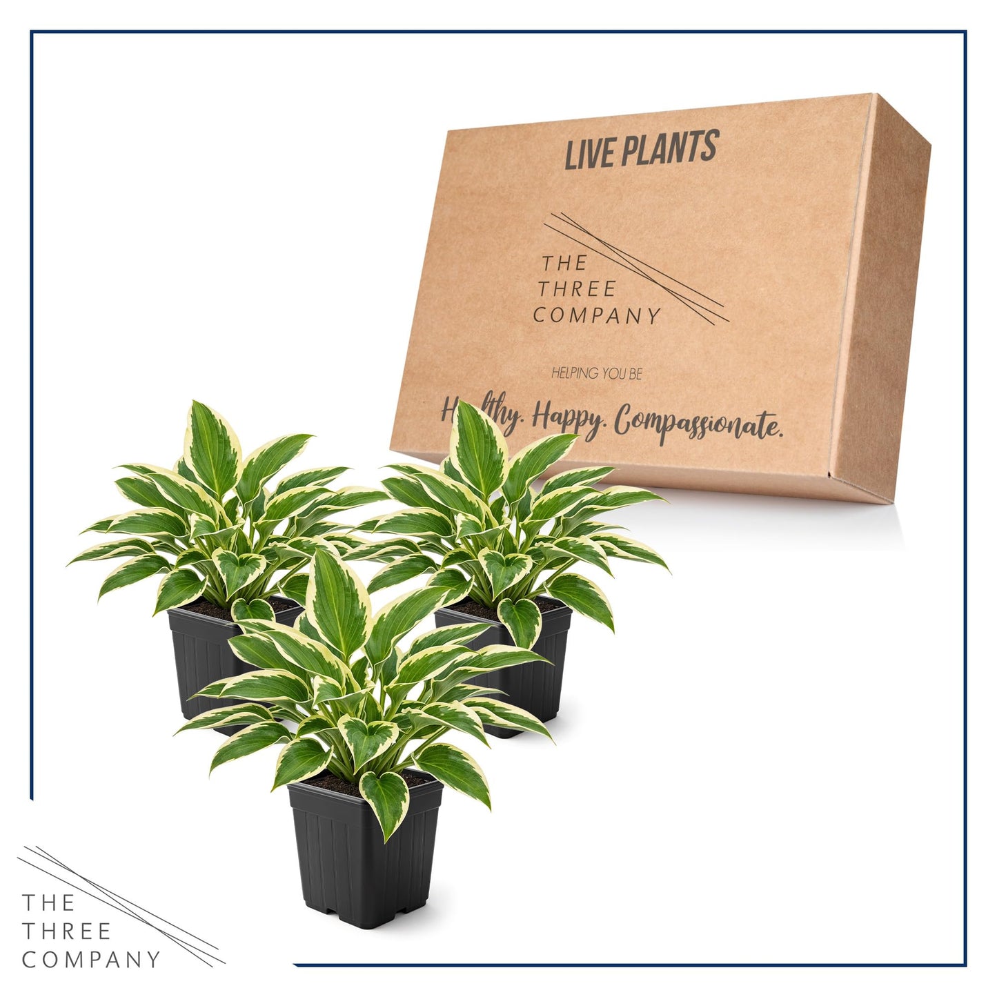 Live Perennial Hosta - So Sweet (3 Plants Per Pack) Beautiful Accent Plant, 10" Tall by 4" Wide in 1 Qt Pot