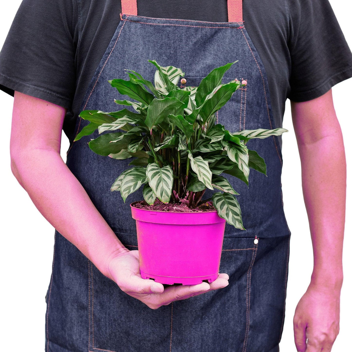2 Pack Calathea Concinna 'Freddie' in 4in Pot - Live Tropical Houseplant - Easy to Grow | Air Purifying | Pet Friendly | Variegated | USA Growers | The Snobby Leaf