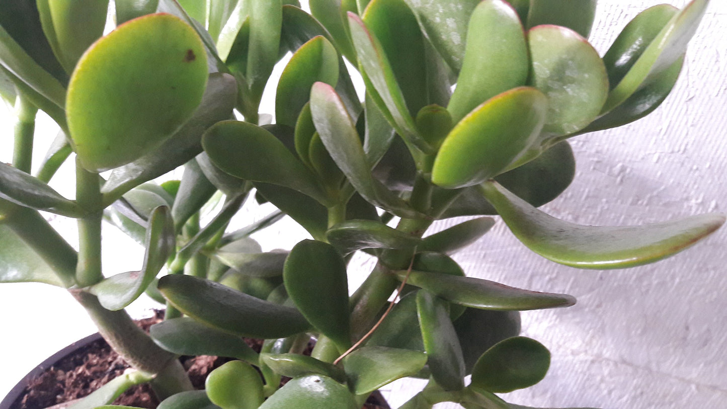 Jade Plant - Crassula ovuta - Easy to Grow - 6" Pot from jmbamboo