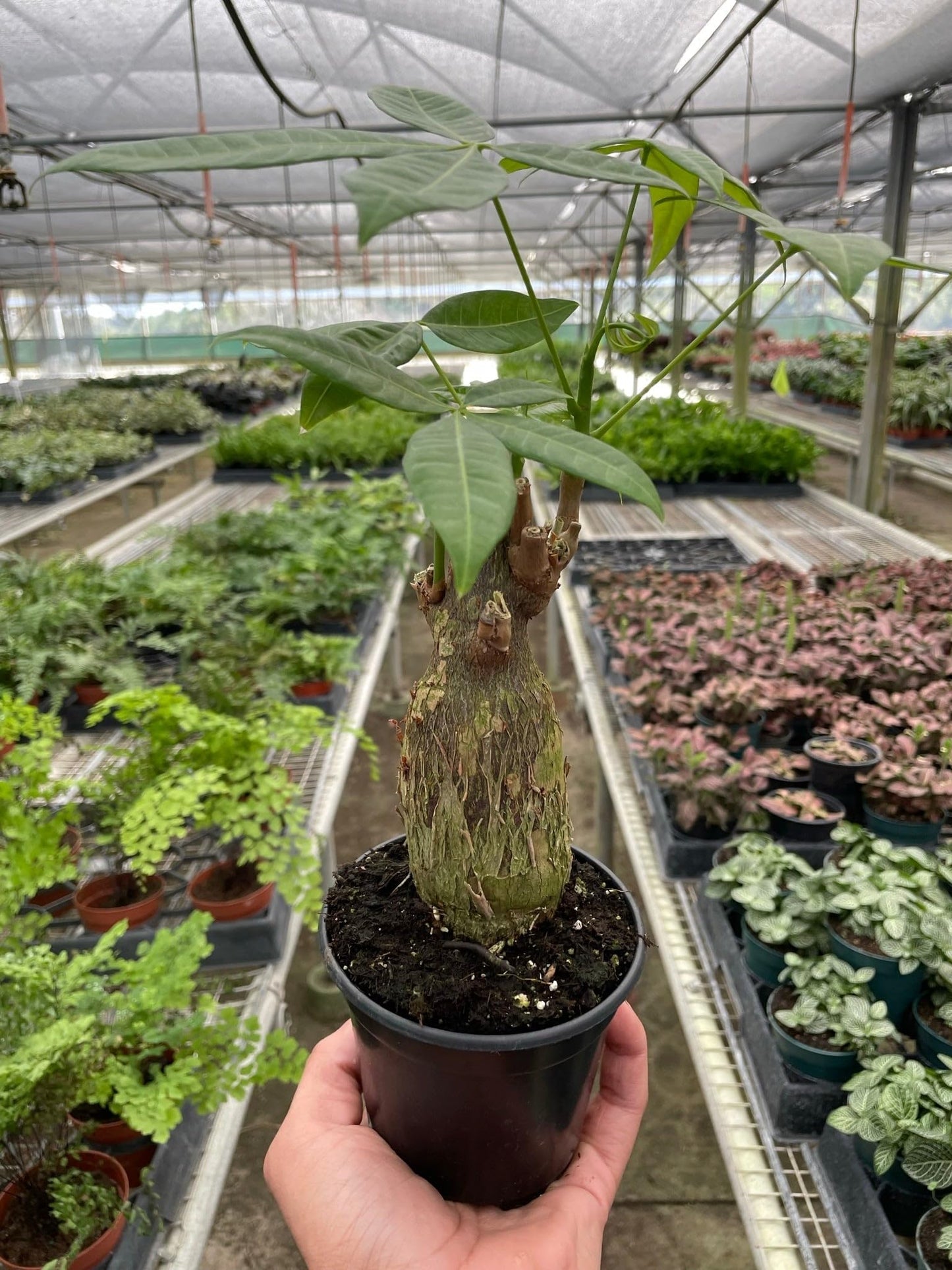 Money Tree Guiana Chestnut Pachira Stump | Live Plant for Indoor & Outdoor | for Living Room, Office, Bathroom | (4" Pot)