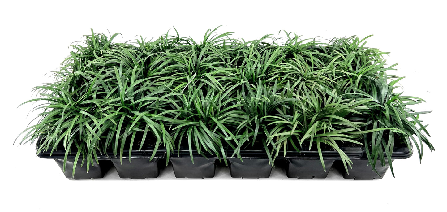 Dwarf Mondo Grass | 30 Large 4 Inch Pots | Ophiopogon Japonicus Nanus | Live Evergreen Shade Loving Groundcover