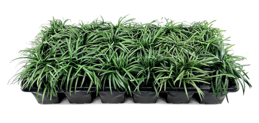 Dwarf Mondo Grass | 30 Large 4 Inch Pots | Ophiopogon Japonicus Nanus | Live Evergreen Shade Loving Groundcover