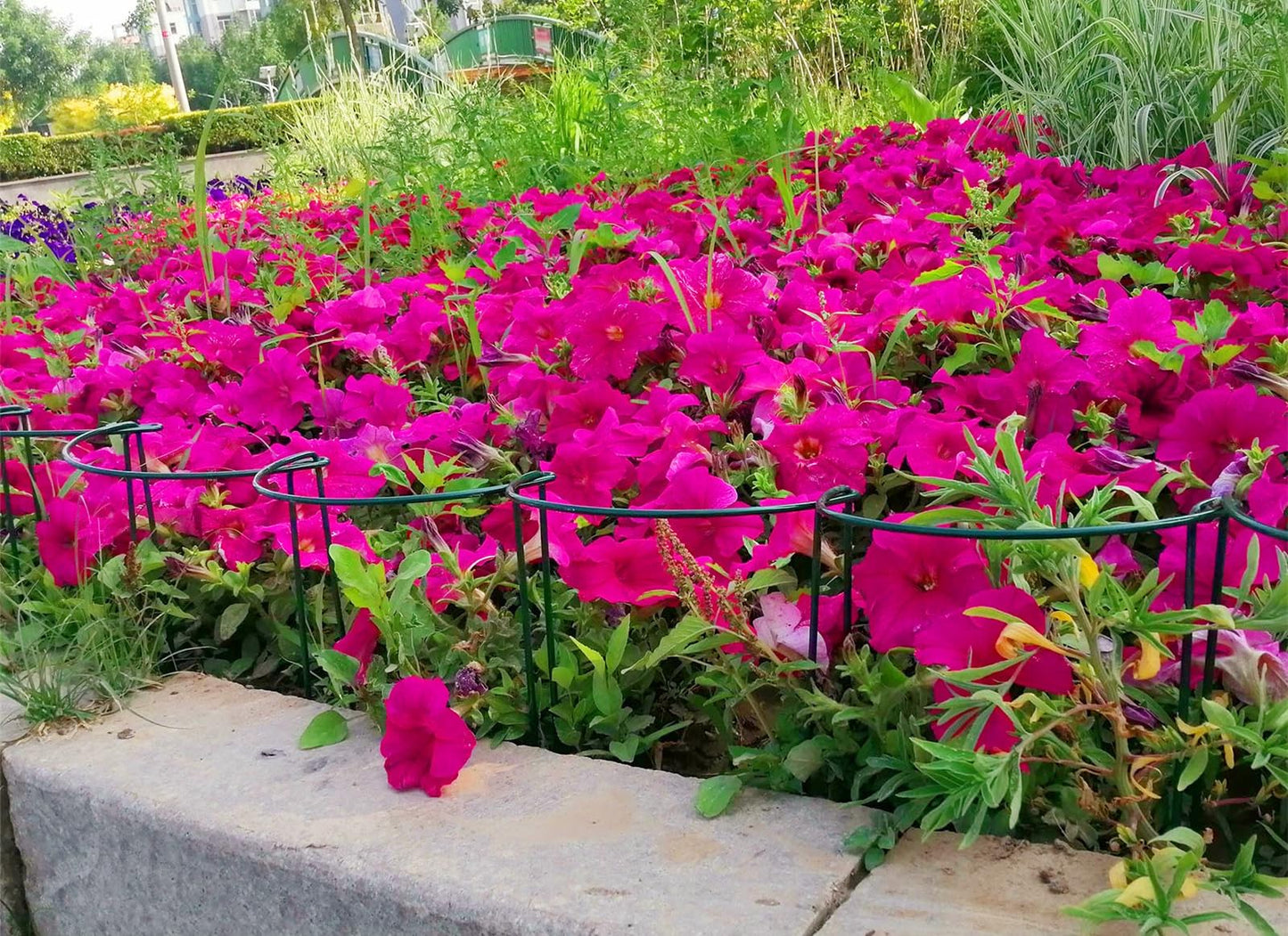 6 Pack 15.8 Inch High Plant Stake,Garden Plant Support,Half-Round Peony Cage Plant Ring Hoop