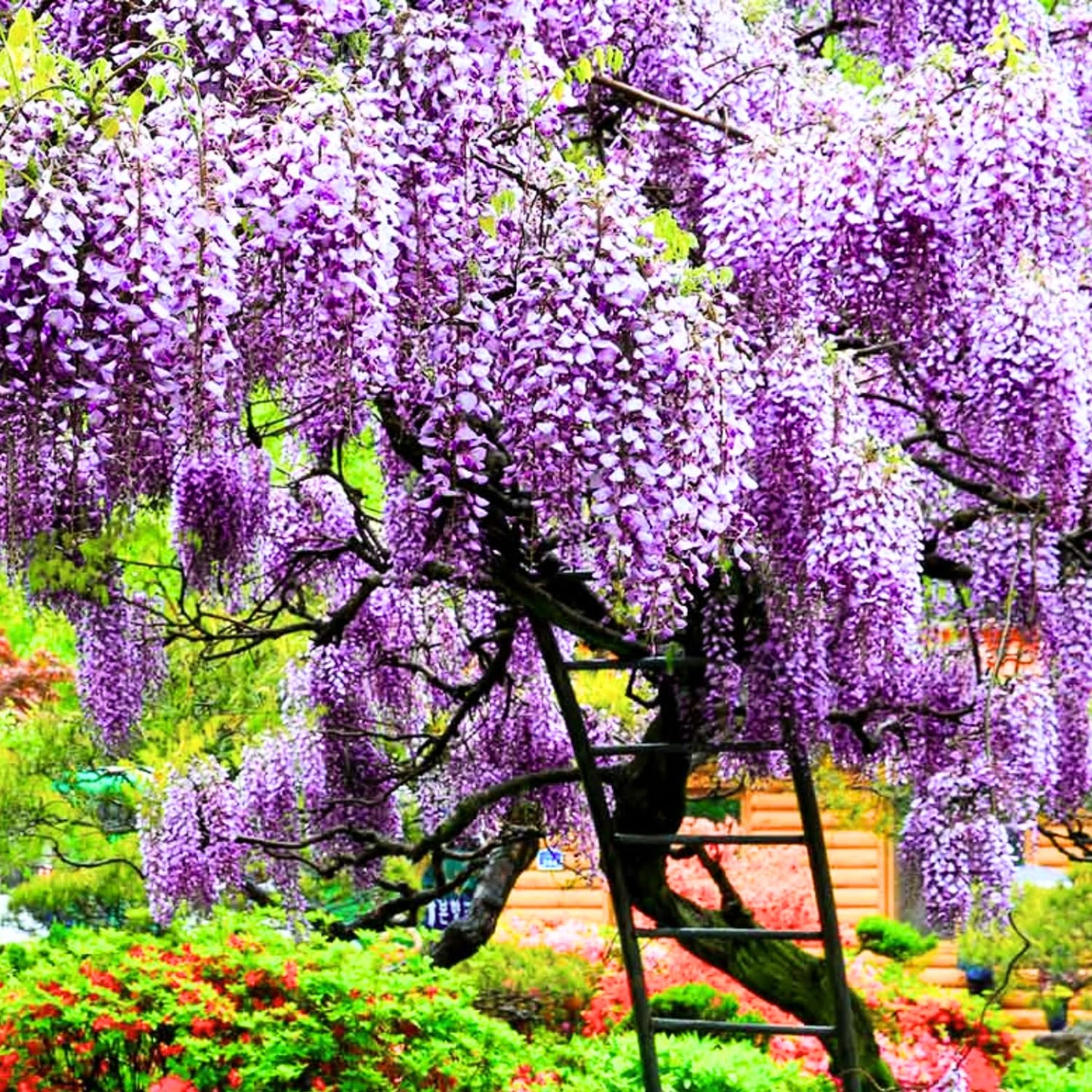 2 Purple Wisteria Trees Live Plants, Purple Wisteria Plant Live 6 to 12 Inch Height, in Pots, Wisteria Vine Live Plant, Fragrant Wisteria Flowers Ready to Grow Indoors Outdoors