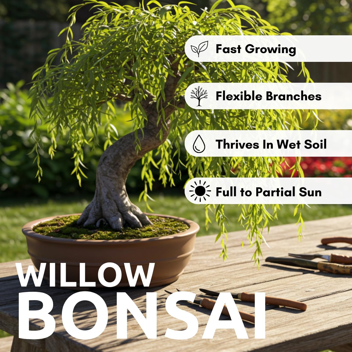 CZ Grain Bonsai Green Weeping Willow Tree Cutting - Thick Trunk Start, Dwarf Bonsai Material