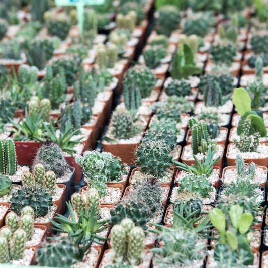Mountain Crest Gardens Cactus Bulk Pack - 25 Live Plants, 5 of Each Variety, Rooted in 2 Inch Pots - Real Cacti for DIY Arrangements, Displays & Desert-Themed Décor