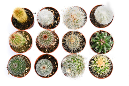 Cactus Plants Live – Small Assorted 2-Inch Cactus Plants – Fully Rooted Potted Cactus Plants – Live Cactus Plant Set (12)