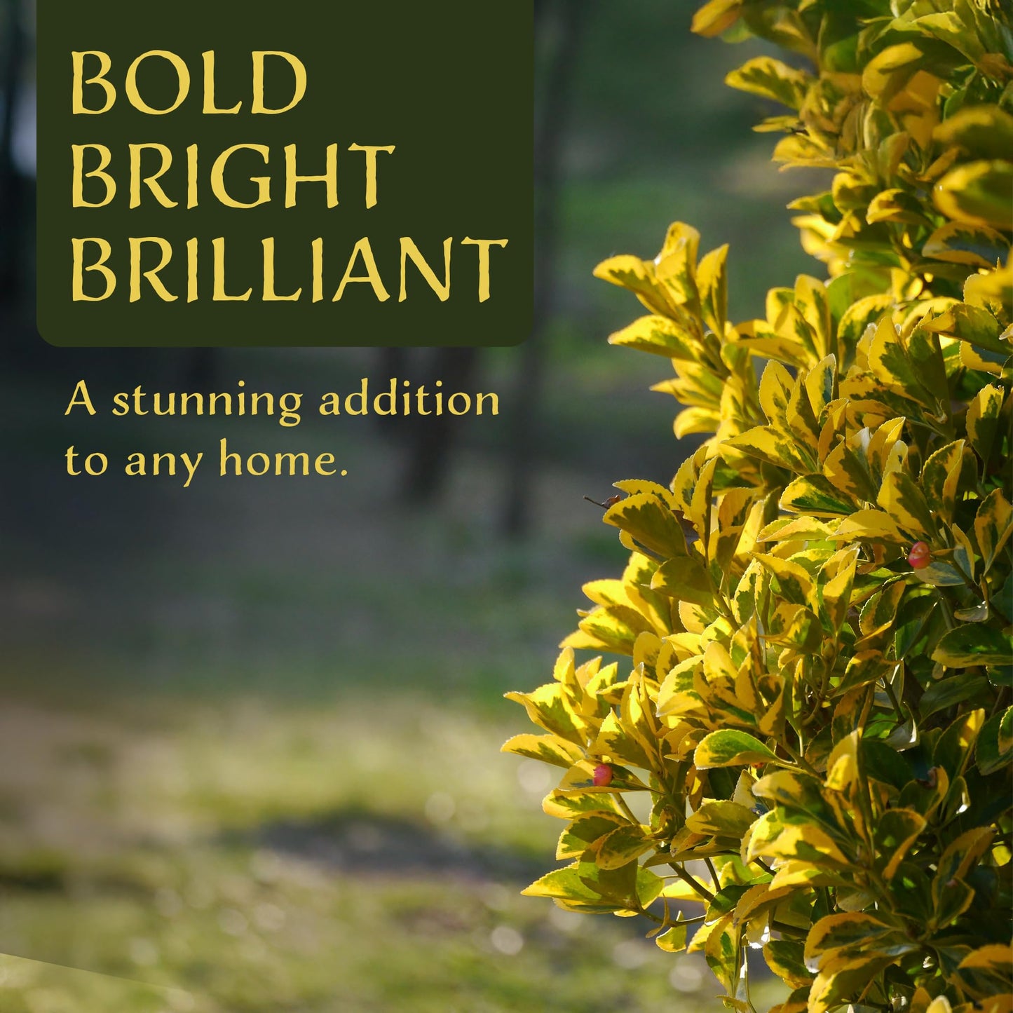 12 Golden Euonymus Shrubs | Live Plants in 2.5-inch Nursery Cubes | Japonica ‘Aureo-Marginatus’ Variety | Easy-Care Evergreen | Variegated Yellow-Green Foliage | Hedges & Shrubs for Home & Garden