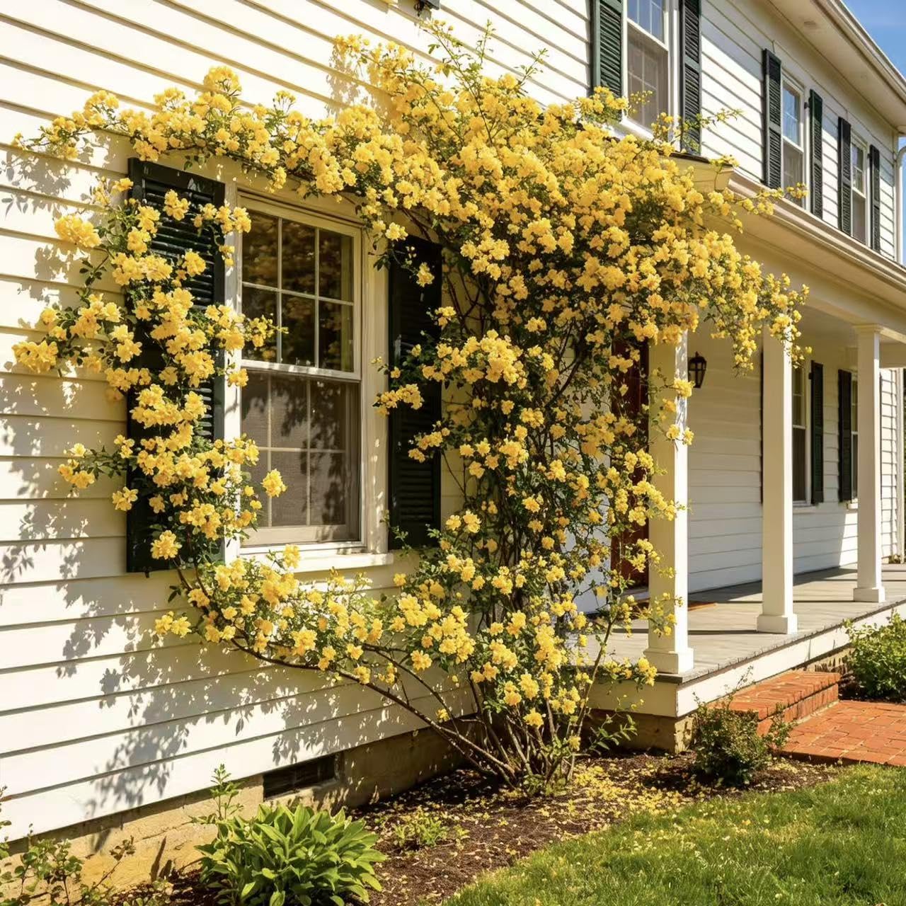 Jasmine Seeds for Fragrant Climbing Vines – 1000 or 2000 Perennial Seeds for Star-Shaped Blooms on Trellises, Arbors and Fences, Ideal for Evening Scented Outdoor Gardens (Yellow,2000)