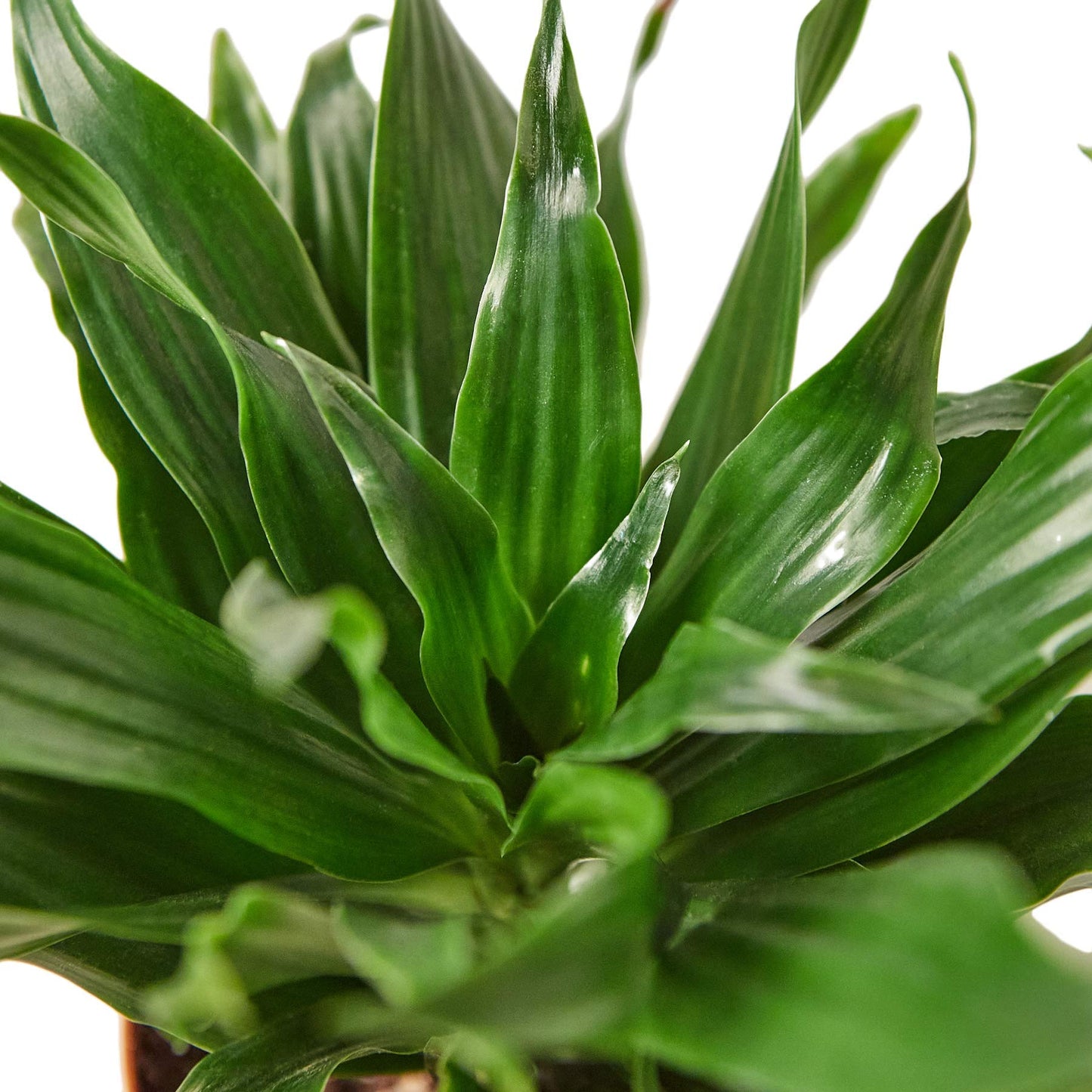 House Plant Shop | Dracaena 'Janet Craig' - 3" Pot |Live Indoor Plant | Easy to Care | Natural Décor Plant | Great Gifts| Free Care Guide