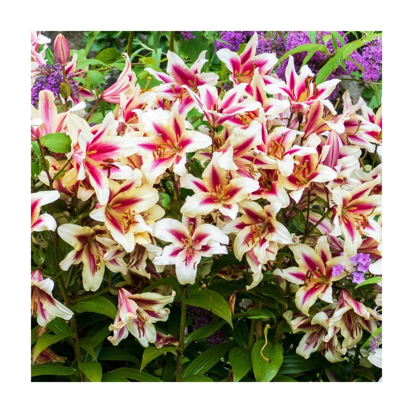 Easy to Grow Lilium Orienpet Lily 'Candy Club' - 3 Plant Bulbs, Pink & White Flowers in Summer, Full Sun