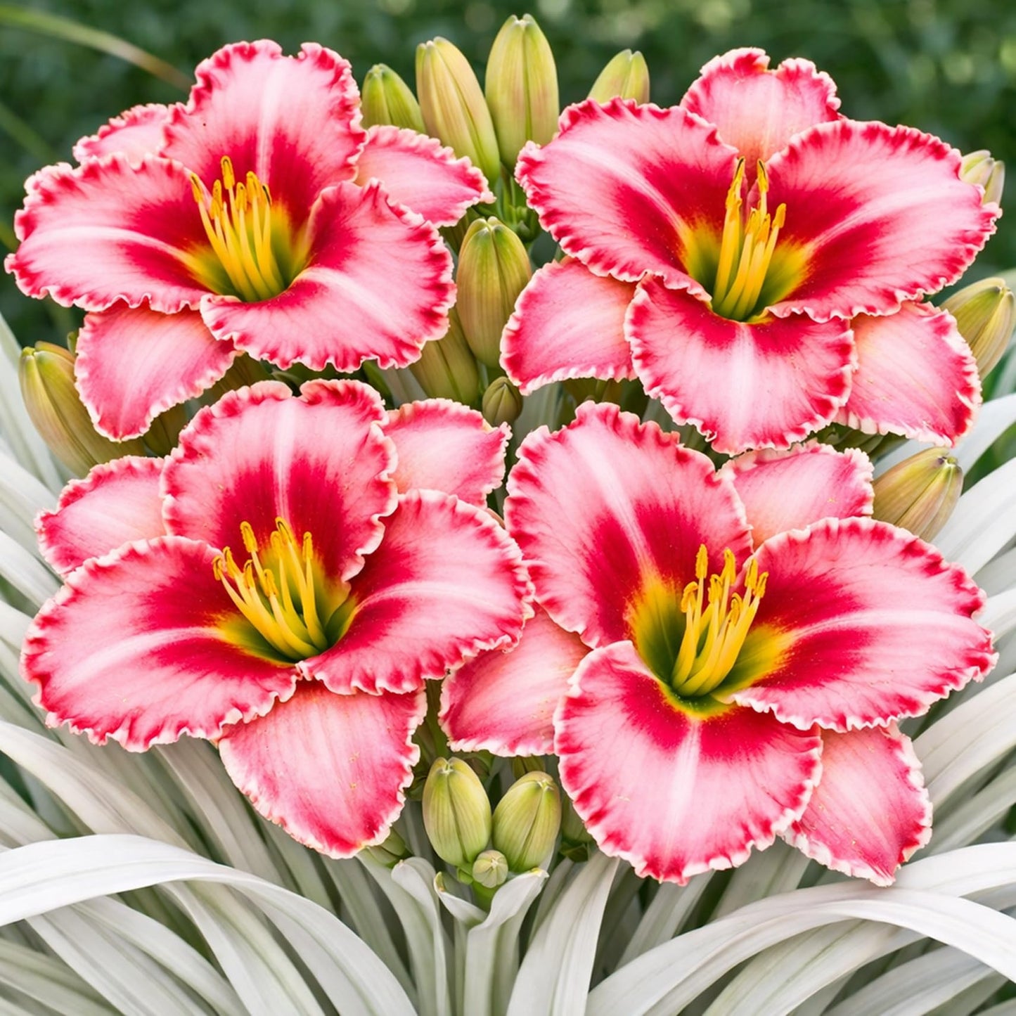 Lipstick and Lies Daylily Bulbs for Planting – Pink and Red Bi-Color Hemerocallis Perennial Flower – Hardy Summer Blooming Garden Lily – Easy Care Outdoor Flower Bulbs (3 Bulbs)