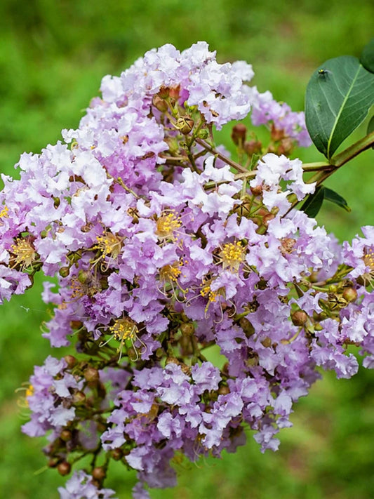 American Plant Exchange Muskogee Crape Myrtle, Live Large 3-Gallon Pot, Light Lavender Flowers, Red-Orange Fall Foliage, Hardy, 100 Days of Blooming, Indoor/Outdoor Landscape/Houseplant