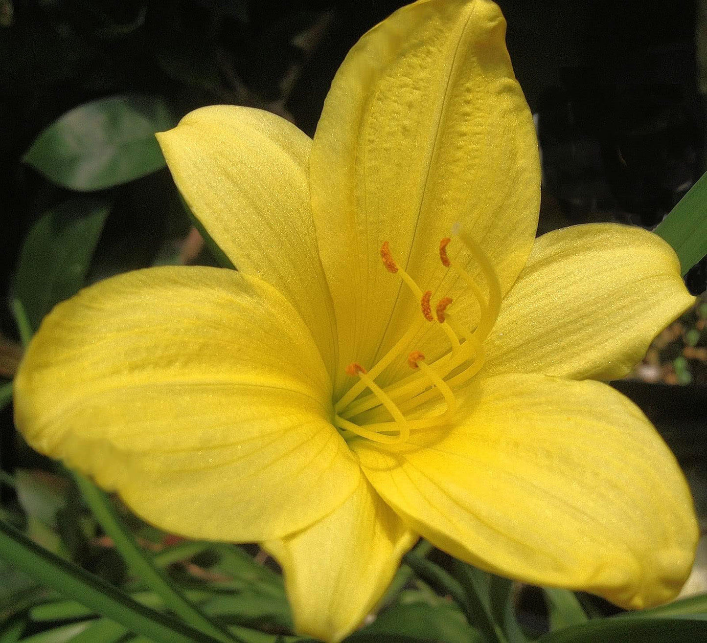 Daylily Yangtze | 10 Live Plants | Hemerocallis | Perennial Garden Favorite, Vibrant Blooms, Easy to Grow, Long Blooming Season, Low Maintenance, Ideal for Borders, Attracts Pollinators