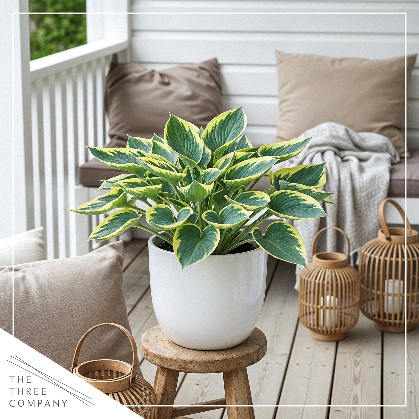 Live Perennial Hosta - First Frost (3 Plants Per Pack) Beautiful Accent Plant, 10" Tall by 4" Wide in 1 Qt Pot