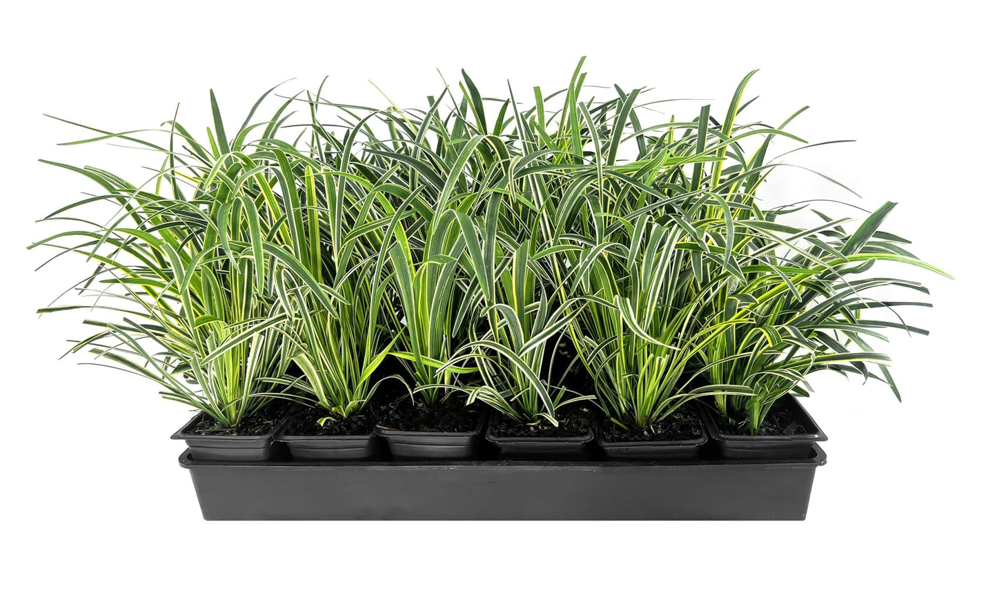 Variegated Liriope | 18 Live 4 Inch Pots | Liriope Muscari Variegata | Ornamental Ground Cover Plants | Evergreen Foliage