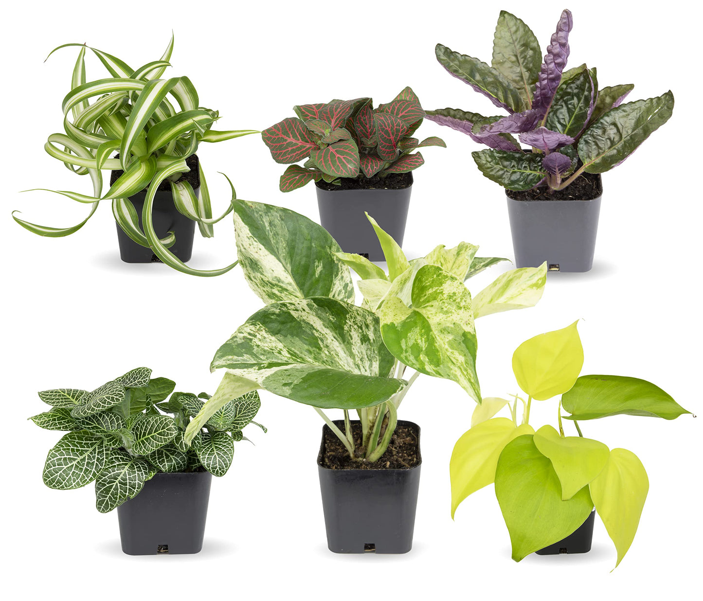 Easy to Grow Houseplants (6 Pack) + Classic Houseplant Collection (4PK) - Home and Office Plant Assortment with Low Maintenance Indoor Plants