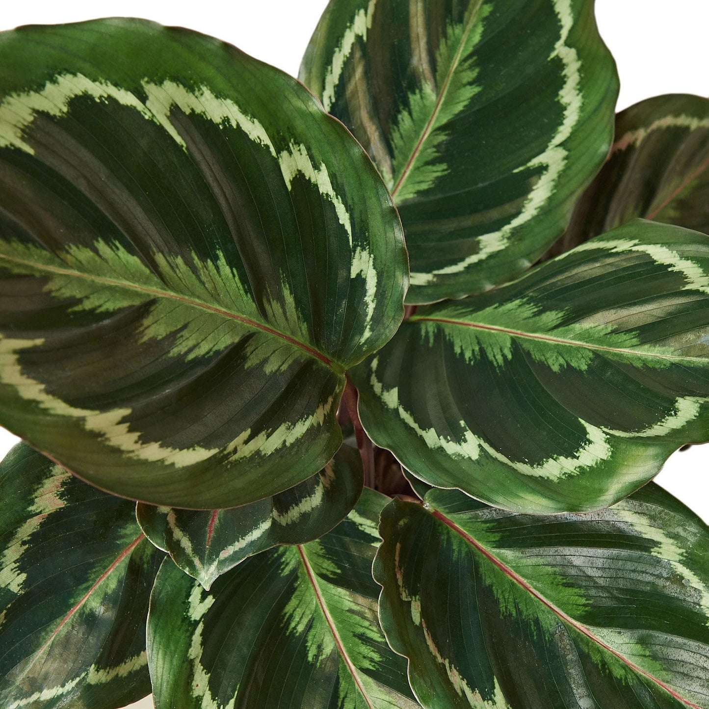 4 Pack Calathea Roseopicta 'Medallion' in 6in Pot - Live Plants Tropical Houseplants | Variegated | USA Growers | The Snobby Leaf