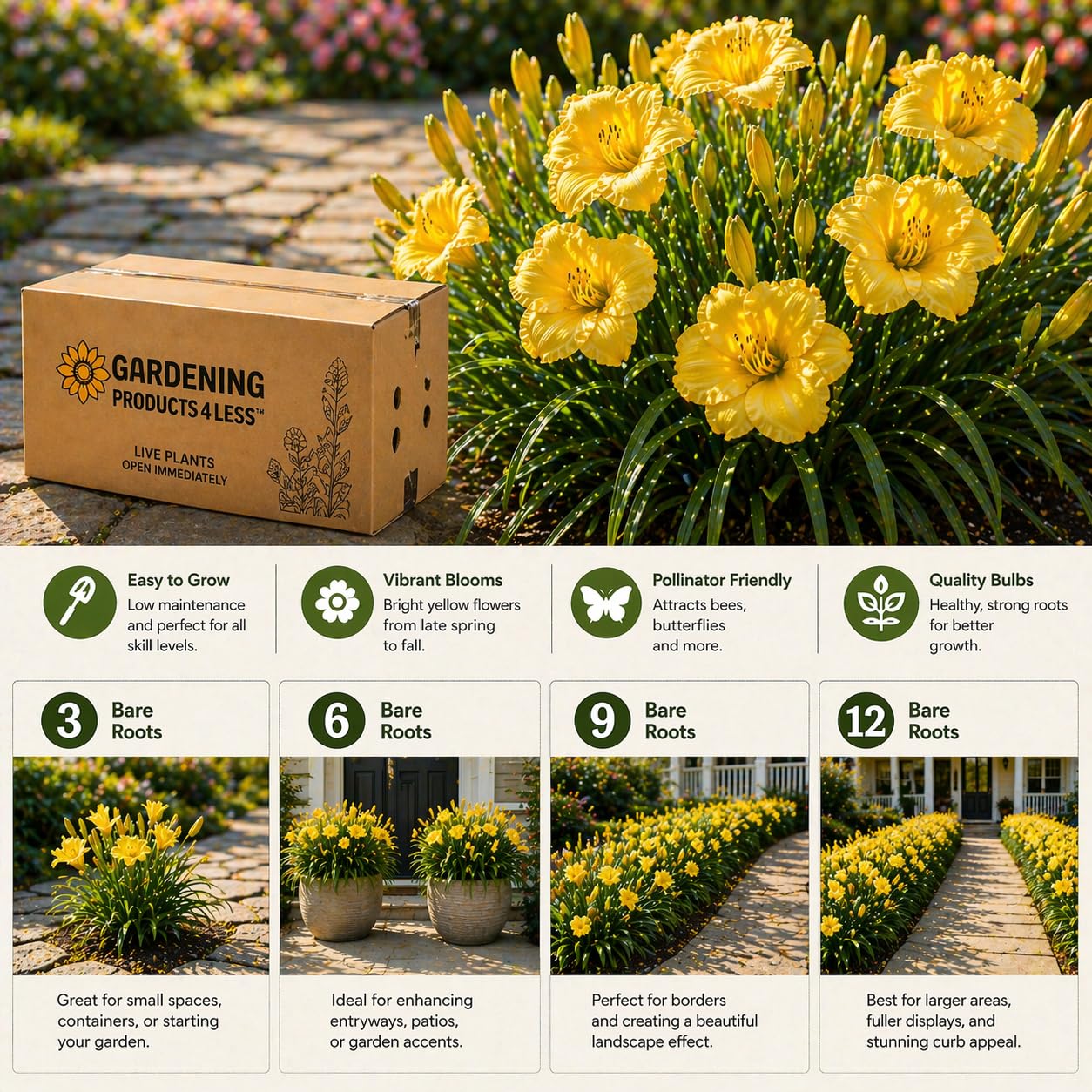 American Stella D’Oro Daylily Bare Roots – Perennial Hemerocallis for Spring Planting – Easy-to-Grow Outdoor Garden Flowers – Attracts Butterflies & Bees (6, Six Bare Roots)