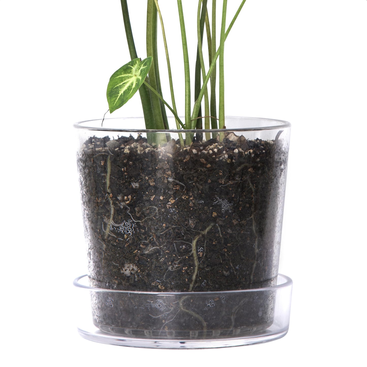 Phoenix Vine 8 Inch Clear Acrylic Planter Pot with Tray, Orchid Pot with Drainage Holes, Deep Saucer for Bottom Watering, Transparent Containers for Indoor Plants, Herbs, Set of 1, 91-A-G-1
