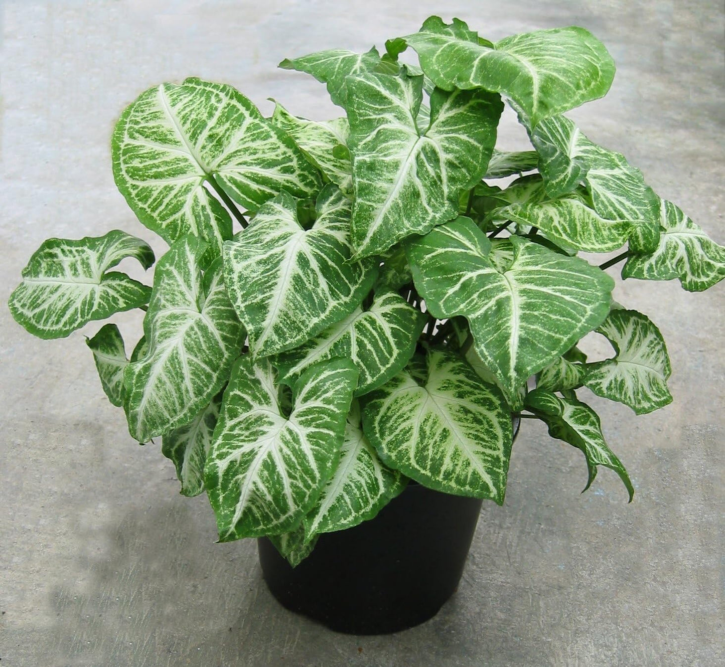 Syngonium Live Starter Plants, 4 inch Pot Batik Indoor Houseplants, Easy Care Arrowhead Vine Plants Live BSBD