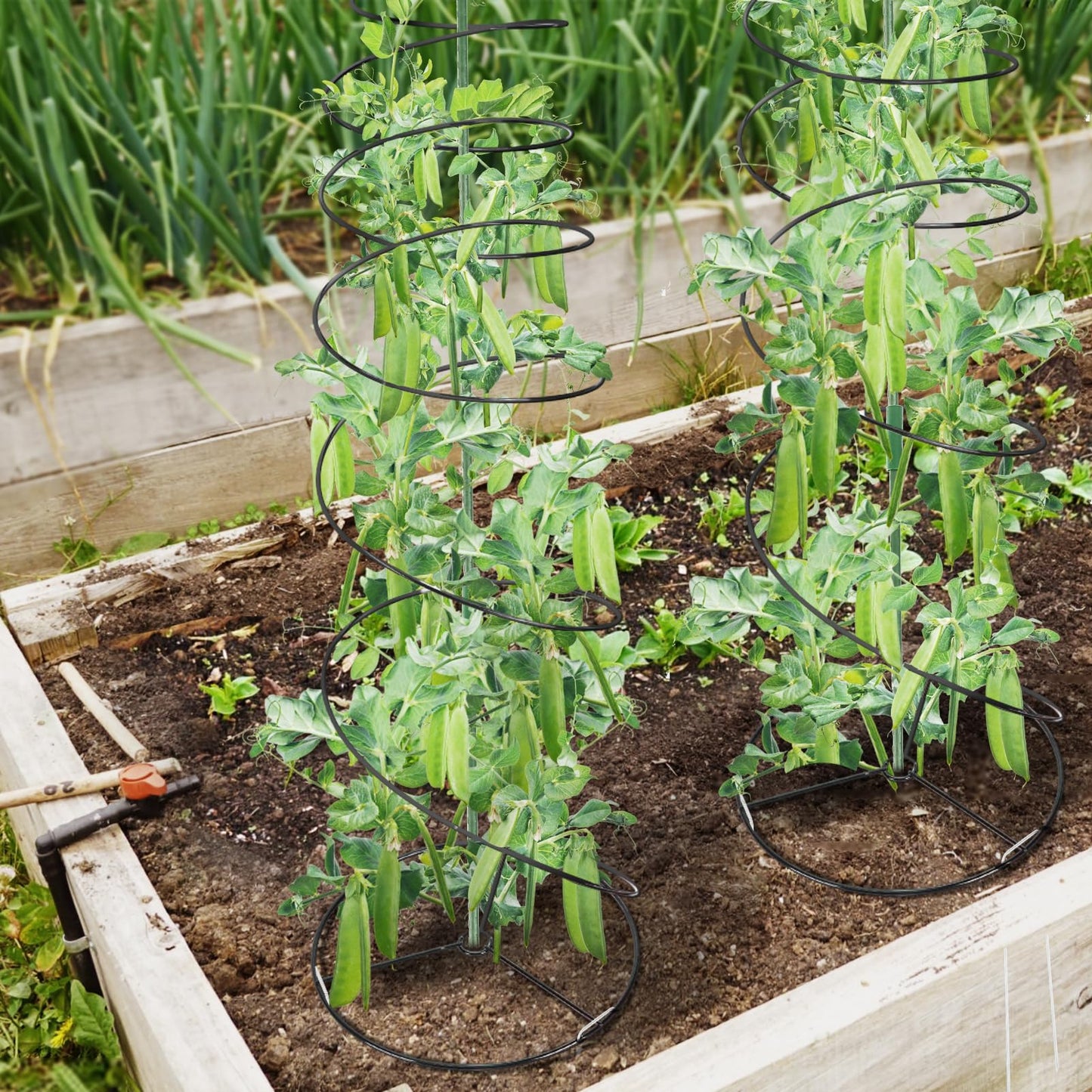 Pea Trellis Green Bean Trellis for Garden - 2 Pack Sugar Snap Tower Stretchable to 50in with Poles, Metal Climbing Plant Growing Cage Support for Cucumber Vine Vegetable Indoor Outdoor