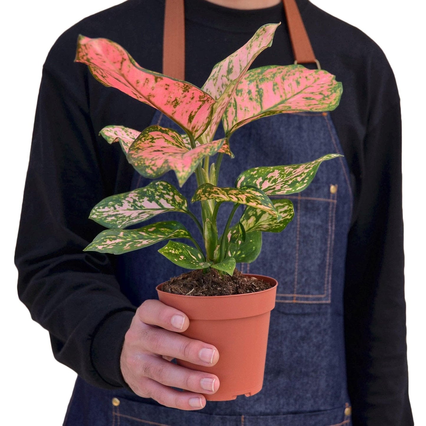 3 Pack Chinese Evergreen 'Lady Valentine' in 4in Pot - Live Plants Tropical Houseplants | Variegated | USA Growers | The Snobby Leaf