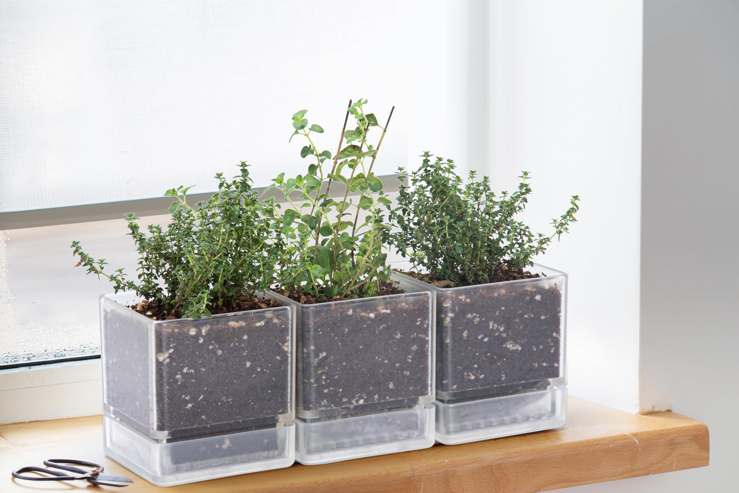D'vine Dev 4 Inch Herb Planter Pots, Acrylic Planter with Drainage Holes and Saucer, Modern Decorative Gardening Pot for Indoor Plants, Herbs, Succulents, Clear, Set of 6, 76-Y-D-6