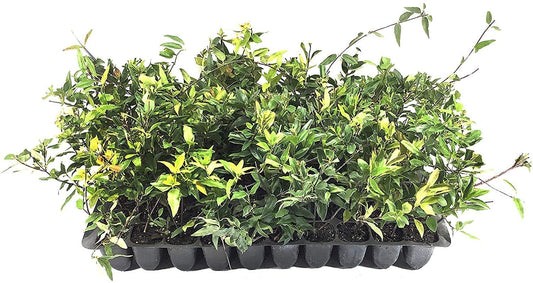 Carolina Jasmine | 20 Live Plants | Gelsemium Sempervirens | Fragrant Yellow Blooms, Evergreen Vine, Low Maintenance, Fast Growing, Climbing, Attracts Pollinators, Garden Trellis