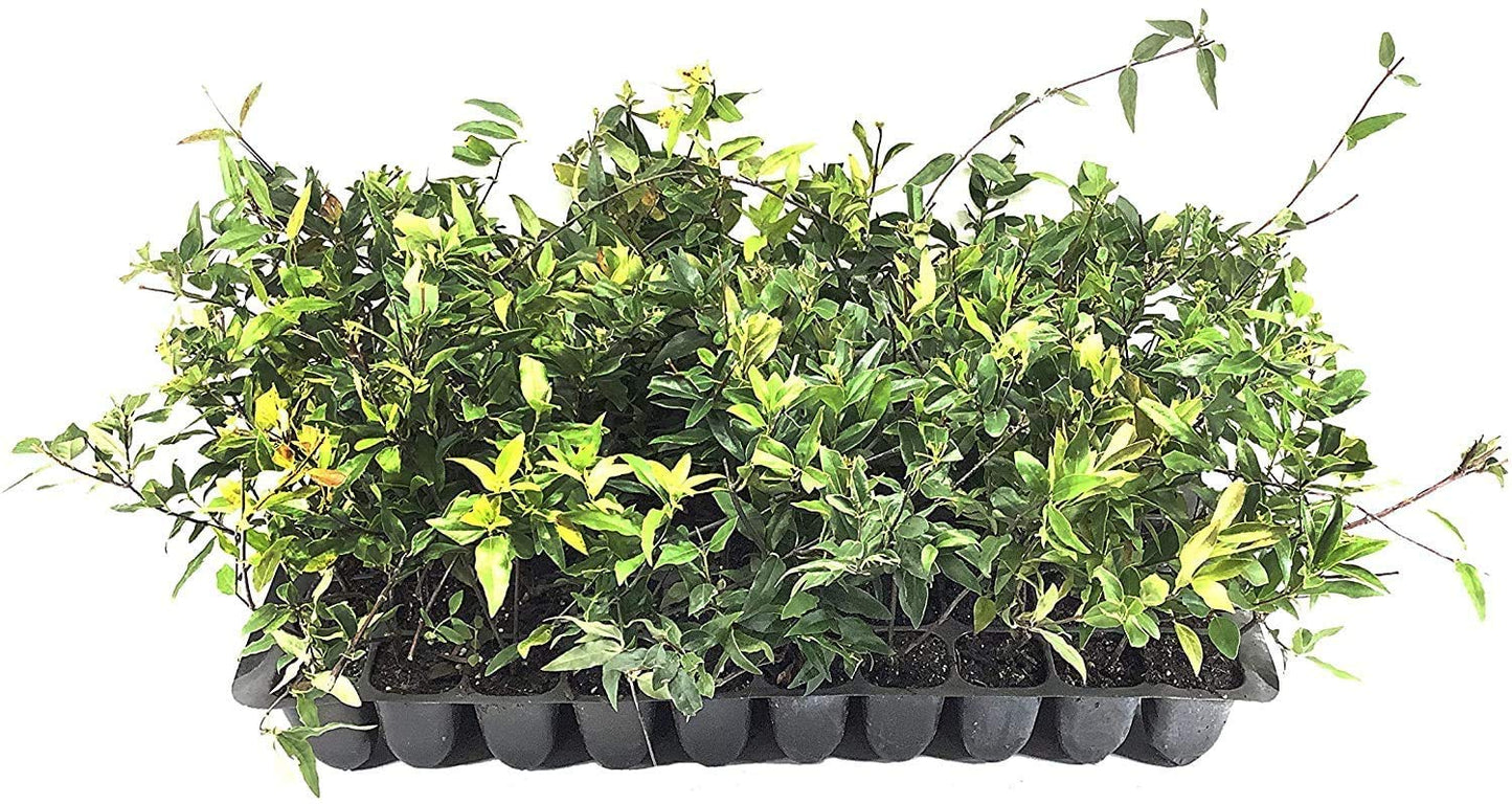 Carolina Jasmine | 3 Live Plants | Gelsemium Sempervirens | Fragrant Yellow Blooms, Evergreen Vine, Low Maintenance, Fast Growing, Climbing, Attracts Pollinators, Garden Trellis