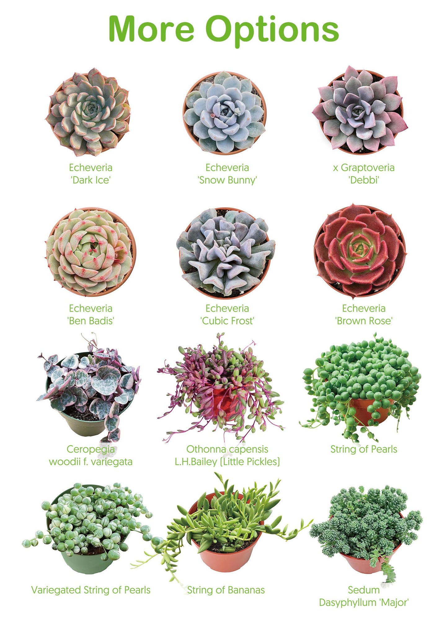 Live Succulent Plants Green Pagoda Mini Jade, Easy Care Potted Succulents in 4" Pots, Indoor Houseplant, Unique Gifts, Home Office Décor