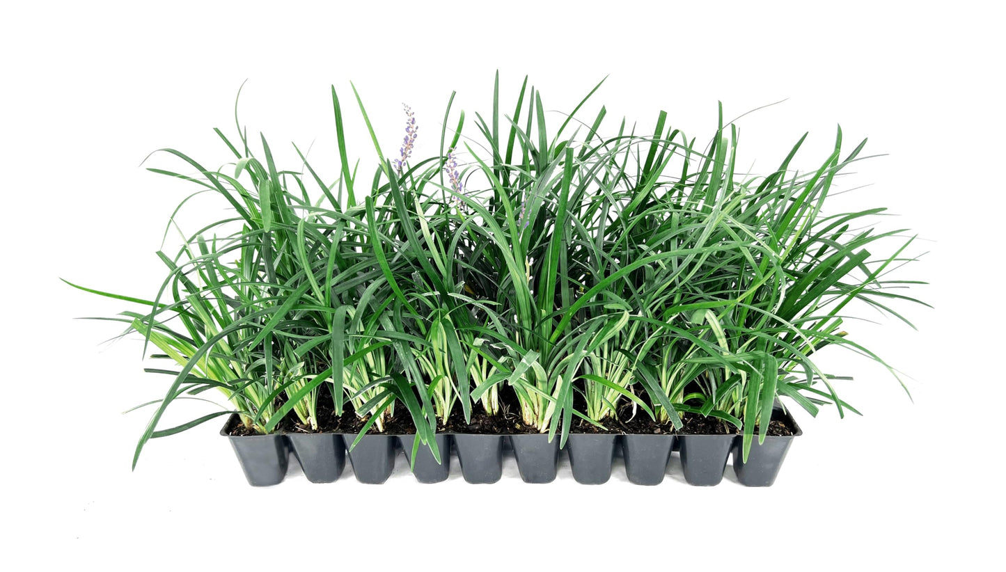 Super Blue Liriope Muscari - 10 Live Plants - Evergreen Ground Cover Grass