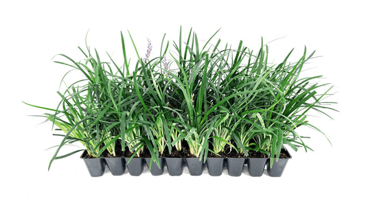 Super Blue Liriope Muscari - 30 Live Plants - Evergreen Ground Cover Grass
