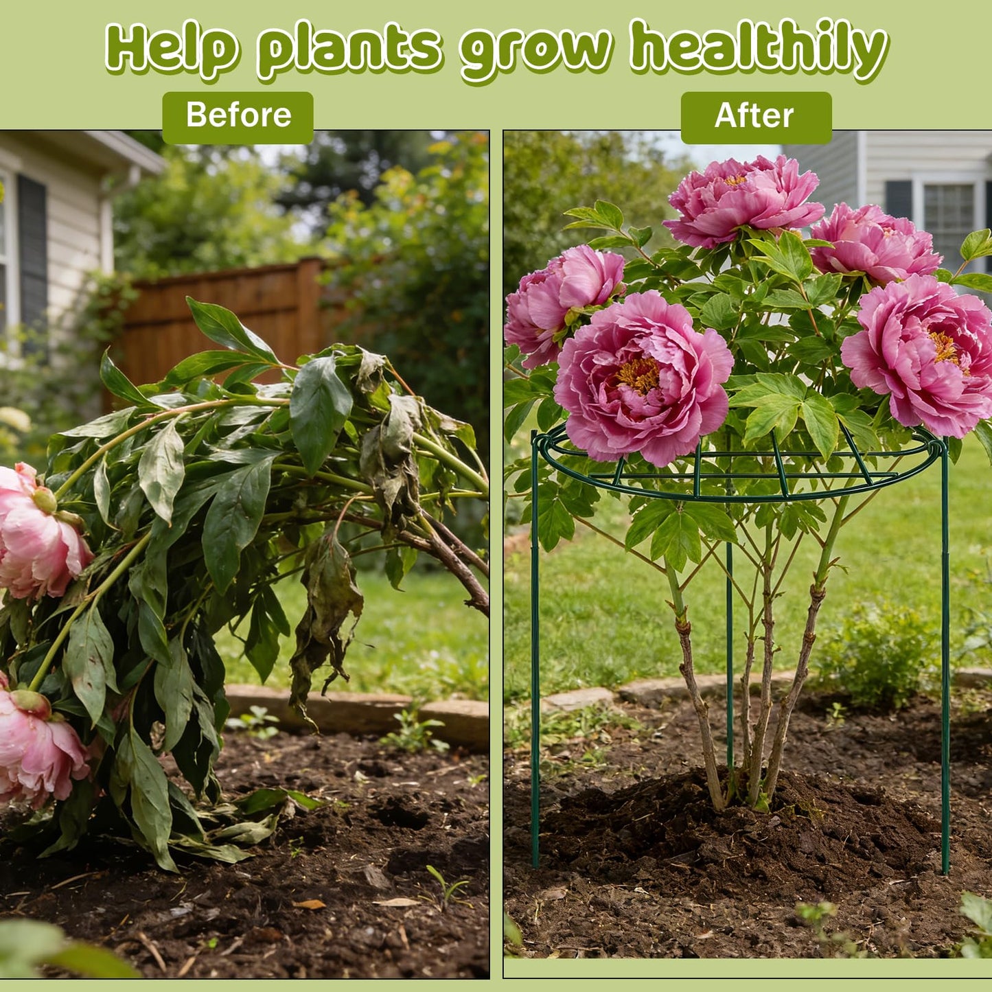 4 Pack 24 x 30 inch Peony Cages and Supports,Metal Grow Through Plant Supports for Outdoor Plants,Flowers Support Rings Top-Heavy Plant Brace Support Hoop for Vegetables,Rose,Tomato,Orchids