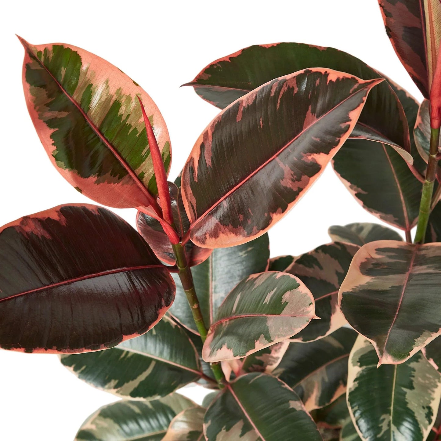 10 Pack Ficus Elastica 'Ruby Pink' in 4in Pot - Live Plants Tropical Houseplants | Variegated | USA Growers | The Snobby Leaf