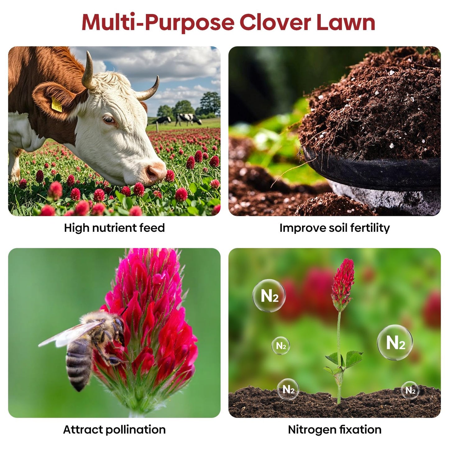 Groundio Crimson Clover Seeds, 5 lbs, Annual Red Clover Seeds for Lawn Alternative, Attracts Pollinators, Nitrocoated and Inoculated(Trifolium incarn)