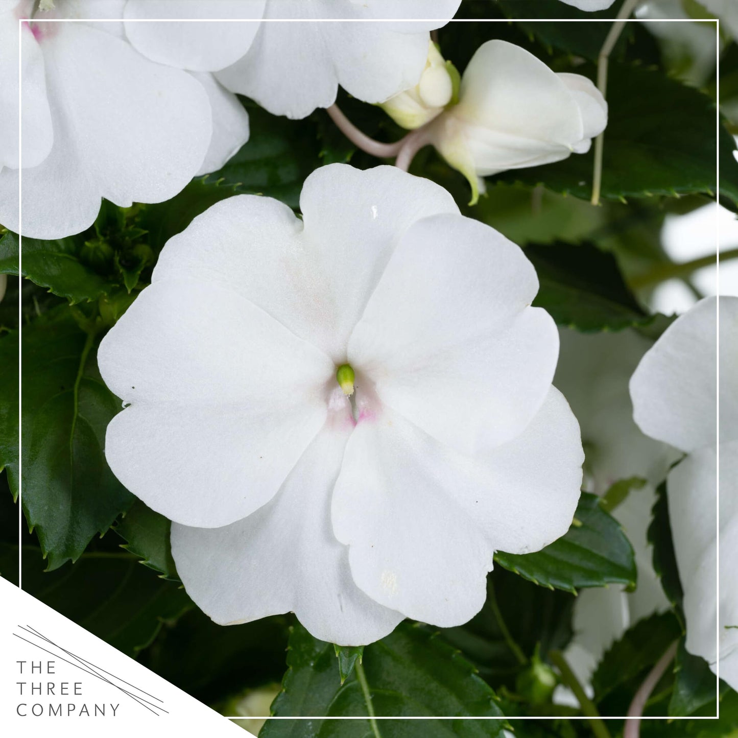 Live Flowering New Guinea Impatiens - White (2 Plants Per Pack), Beautiful Shade Flowers, 12" Tall by 5" Wide in 1 Qt Pot