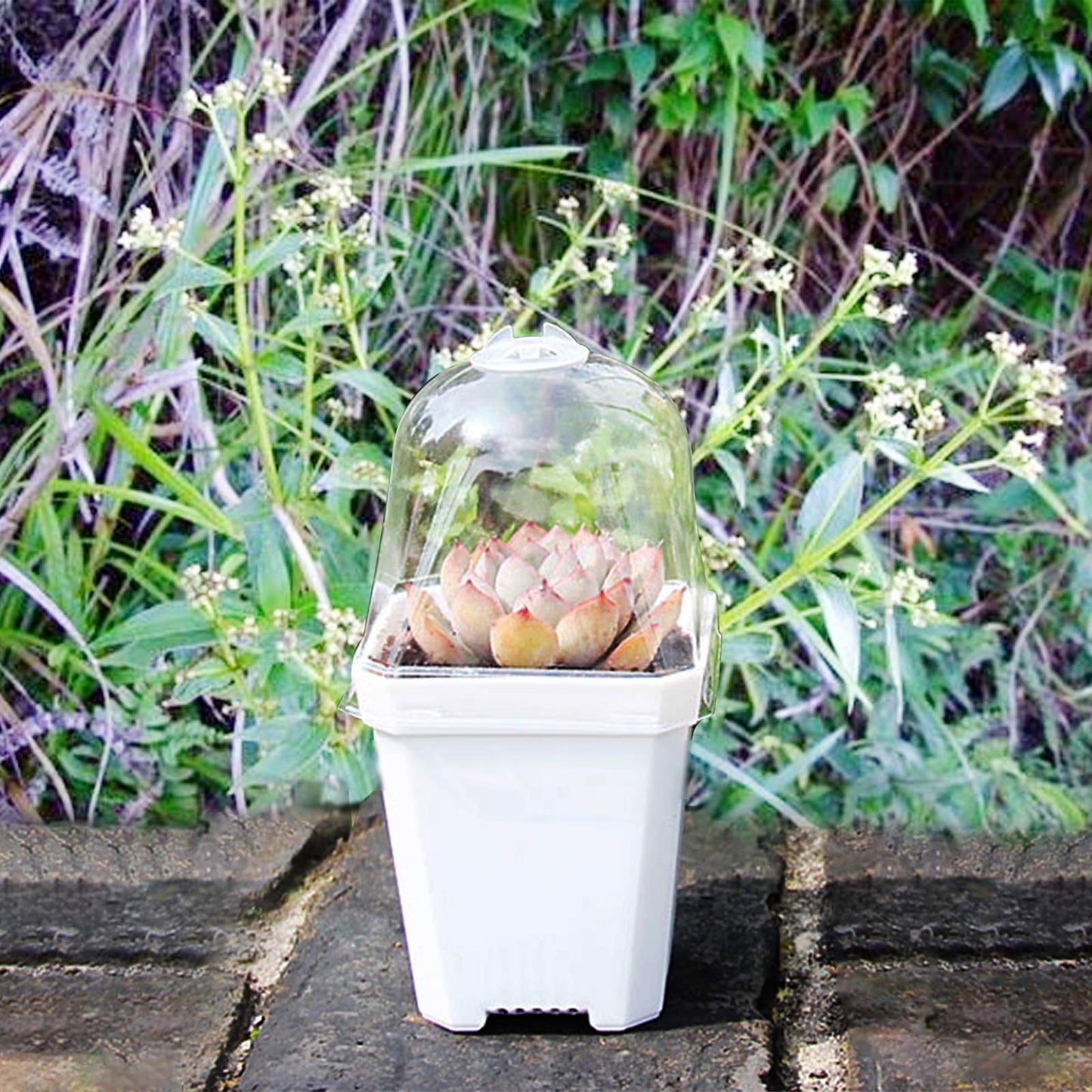 PURPLE STAR 1N 30 Packs Plant Nursery Pots with Humidity Dome, Small Gardening Pots, Square Planting Containers Cups for Succulents Seedlings Cuttings Transplanting
