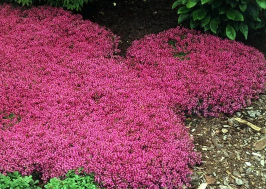 Creeping Red/Pink Thyme- Live Plants- Flowering Ground Cover- Deer RESISANT