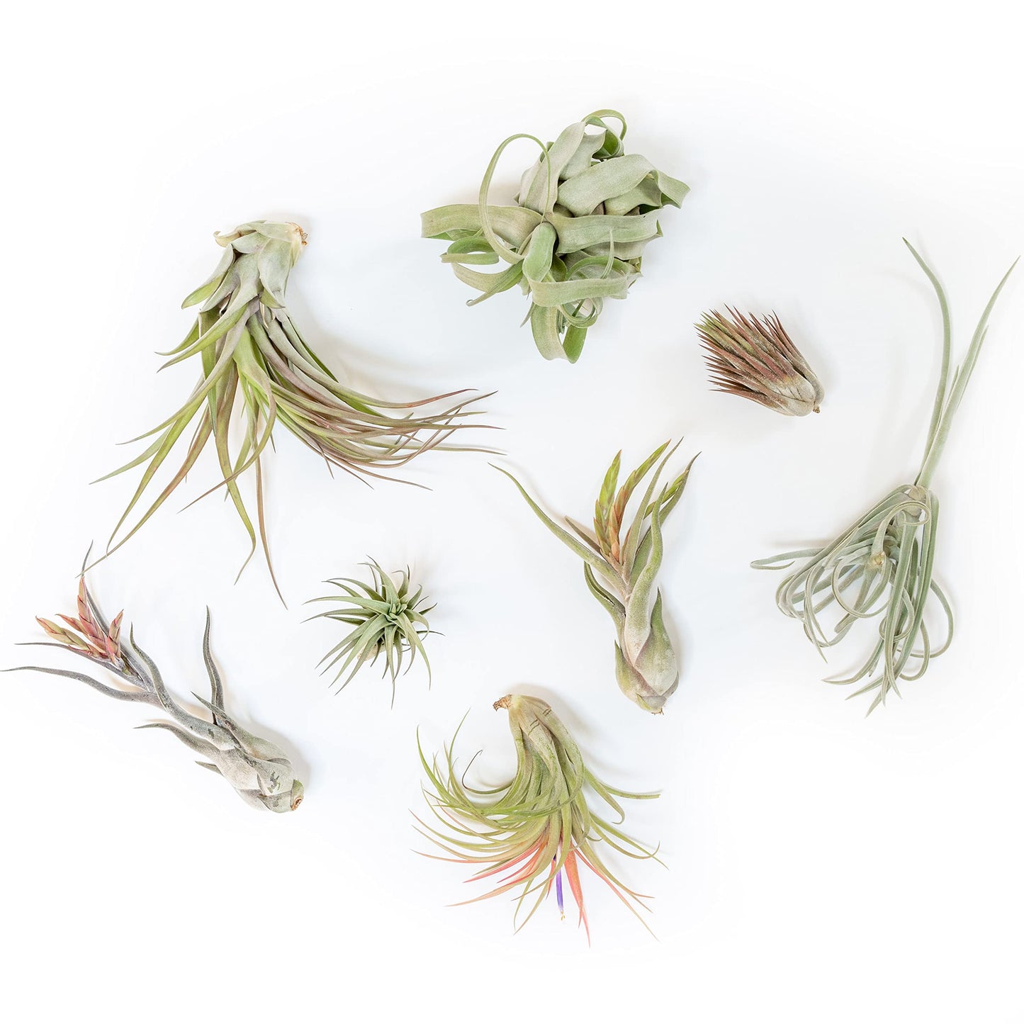 Air Plant Shop 30 Pack Tillandsia Air Plant Grab Bag of Premium Medium & Large Plants- Wholesale and Bulk - Succulents - Live Tillandsia - Easy Care Indoor and Outdoor House Plants