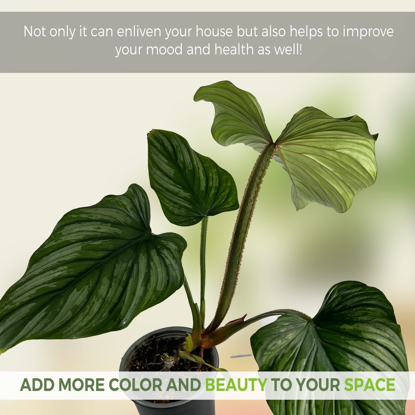LEAL PLANTS ECUADOR Philodendron Mamei Silver (Pack of 2)| Live Elephant Ear Plant for Indoor | King of Spades Philodendron | Green Tropical Houseplant |Unique Gift for Plant Lovers