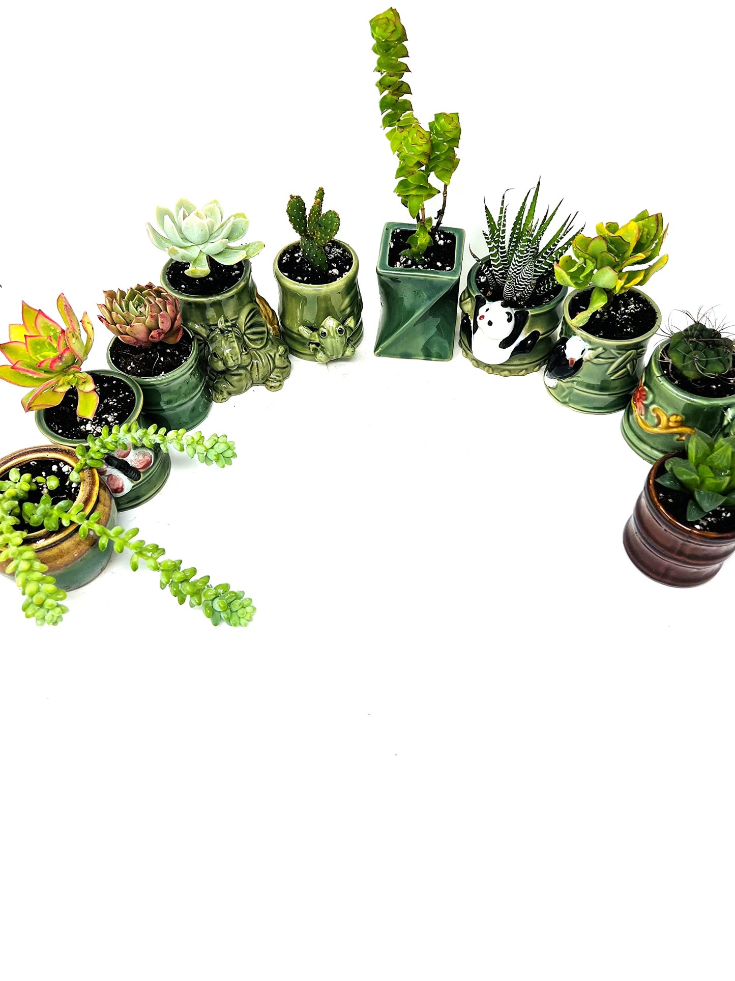 JMBamboo 3 Different Aloe and Succulent Plants- Easy to grow/Hard to kill! 2" Ceramic